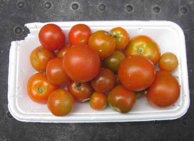 tomato2012.jpg