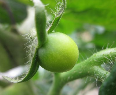 tomatoakachan2012.jpg